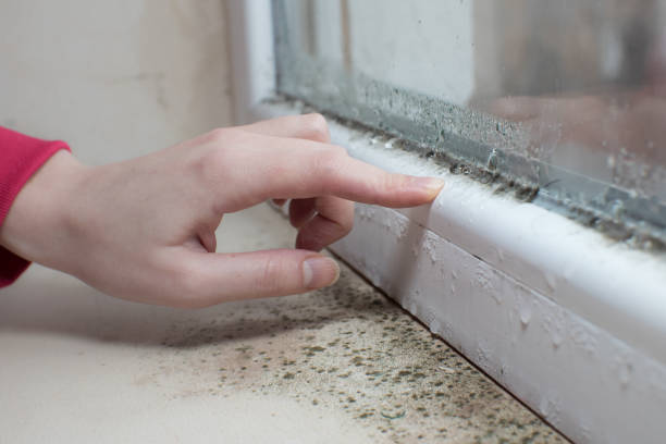 Best Basement Mold Removal  in Huntington, WV